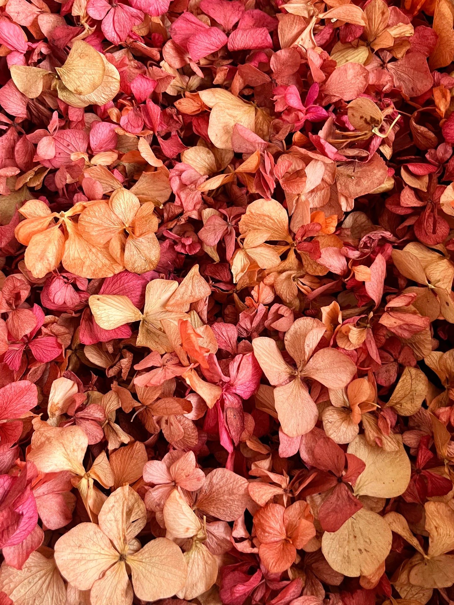 Wedding Toss Kit • Mixed Colours Hydrangea Petals • 40 Guests Includes 40 handfuls & 40 cones