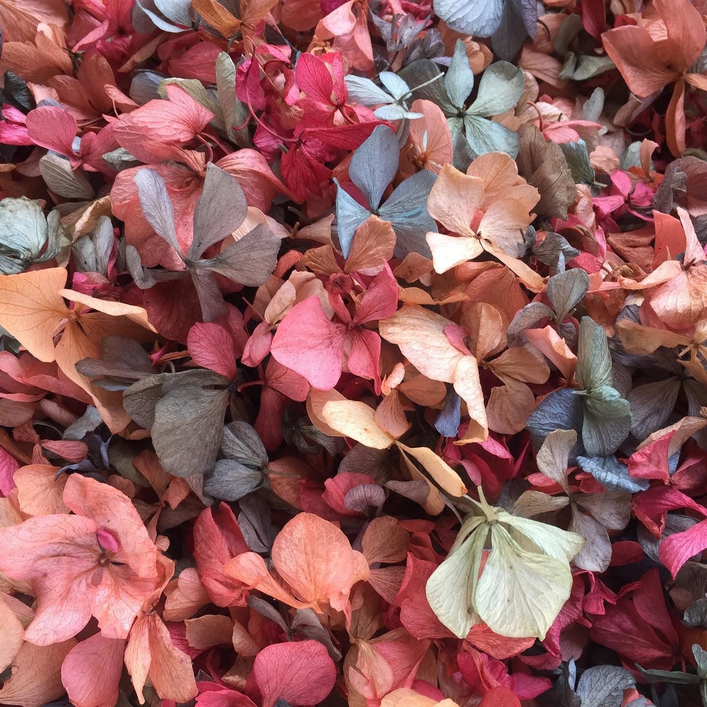 Wedding Toss Kit • Mixed Colours Hydrangea Petals • 40 Guests Includes 40 handfuls & 40 cones