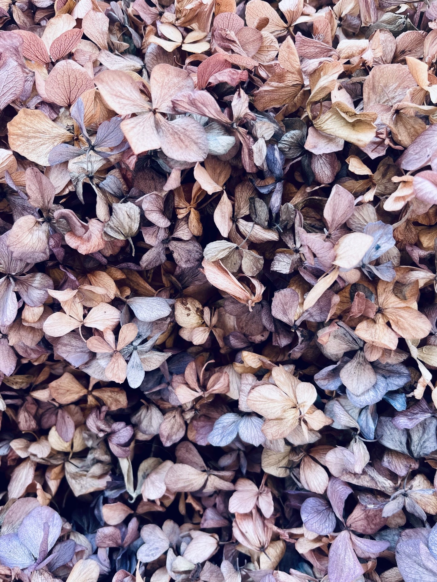 Wedding Toss Kit • Mixed Colours Hydrangea Petals • 40 Guests Includes 40 handfuls & 40 cones