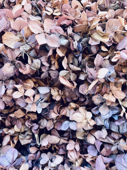 Wedding Toss Kit • Mixed Colours Hydrangea Petals • 40 Guests Includes 40 handfuls & 40 cones